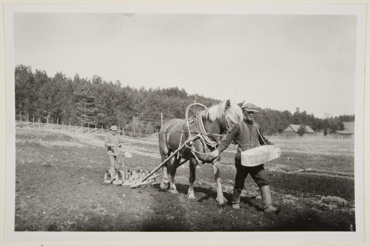 Huhtikylvöillä sata vuotta sitten. (Aino Oksanen, Museovirasto)